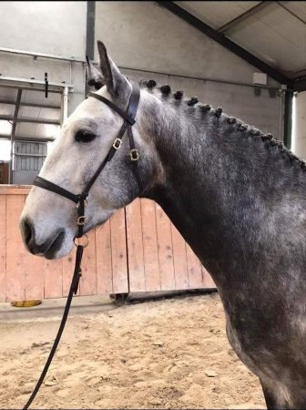 élevage chevaux lusitanien étalon psl 3 ans