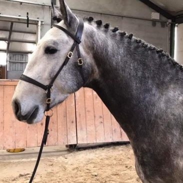 élevage chevaux lusitanien étalon psl 3 ans
