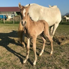 psl quadet de la plaine haras des chuchoteurs