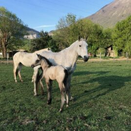 264-royaume-psl-entier-poulain