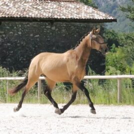 278-phuego-psl-hongre