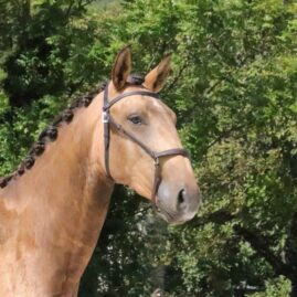 279-phuego-isabel-psl-hongre