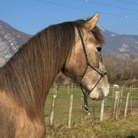 337-merlin-oc-haras-chuchoteurs