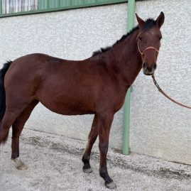 336-suze-oc-haras-chuchoteurs