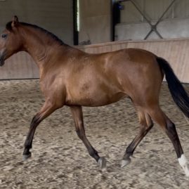346-cheval-psl-hcp