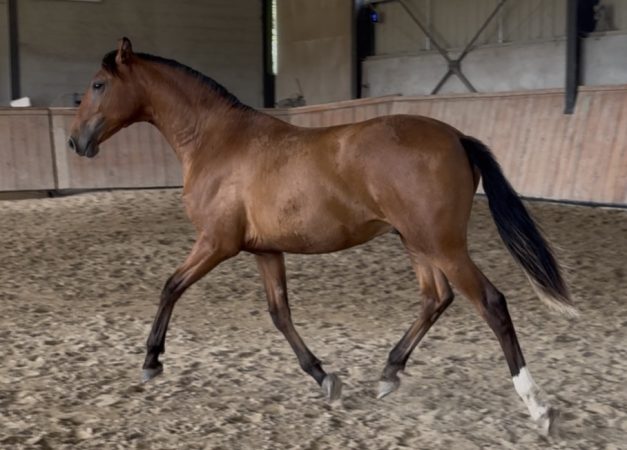 346-cheval-psl-hcp